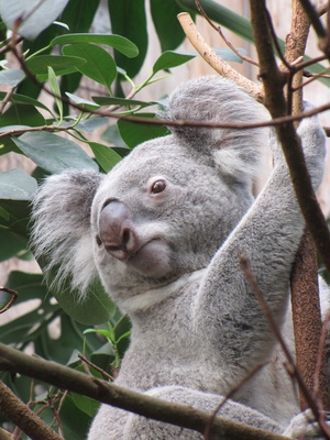 Eucalyptus Leaves Diet