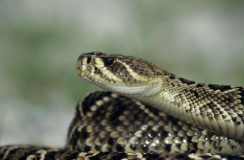 Hvordan finner jeg ut en Juvenile Diamondback Rattlesnake?