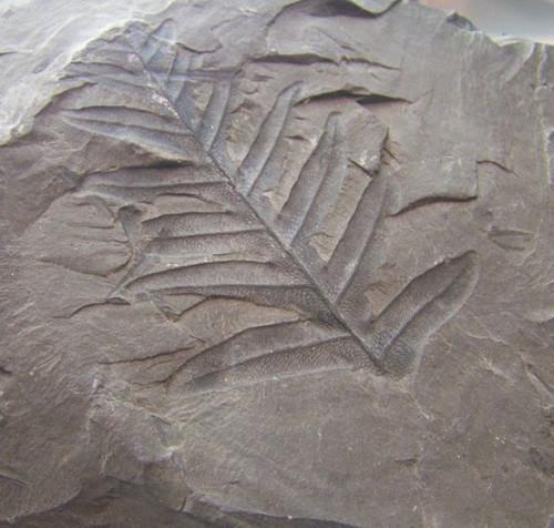 Hvordan plantene blir fossiler?