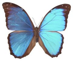 Om Morpho Didius Butterflies