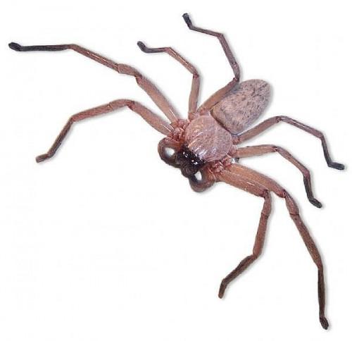 Hvordan identifisere de mest vanlige nordamerikanske Spider Arter