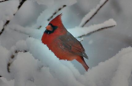 Cardinal Bird feed Informasjon