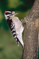 Hvordan lage Woodpecker Suets