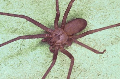 Hvordan å identifisere giftige edderkopper