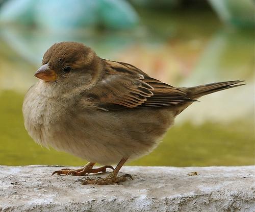 Finker Vs. Sparrows