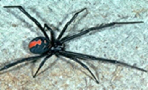 Hvordan identifisere Red Back Spider