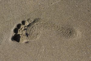 The Study of Fossil Footprints