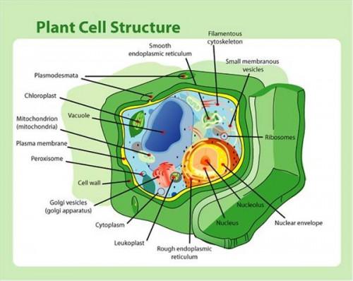 Informasjon om Cells