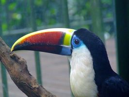 Dyr som lever i Canopy lag av regnskogen