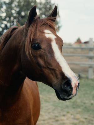 California State Laws om Horse Burial