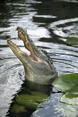Alligator oppførsel mot mennesker