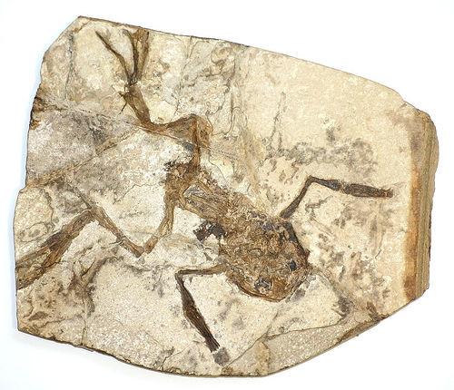 Fossil Kalkstein Informasjon