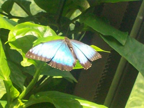 Morpho Butterfly Habitat