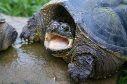 Snapping Turtle Fakta