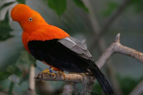Orange Bird Identification