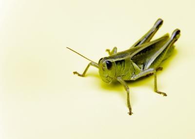 Kjennetegn Det Grasshoppers og kreps Del