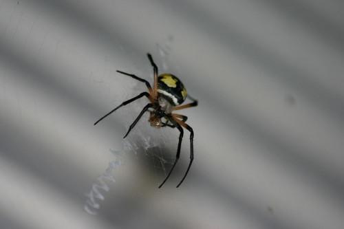 Hvordan å identifisere edderkopper rundt huset