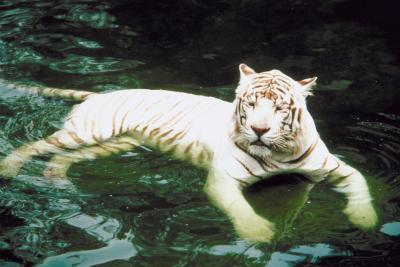 Hva er det hvite Tiger omgivelser?