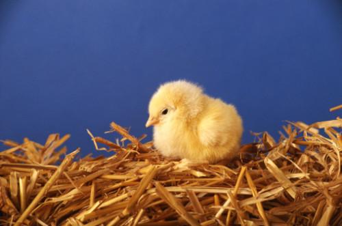 Hvordan lage din egen og OEM for Chickens Ut av Recyclables