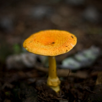Ground Fungus Identifikasjon