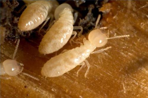 Hvor stor er en Termite?