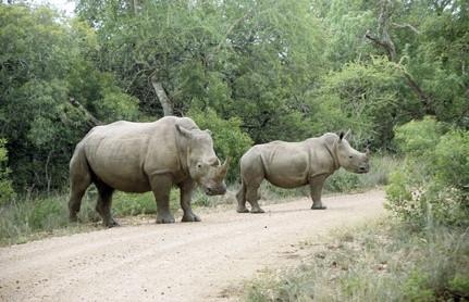 Fakta om White Rhinos