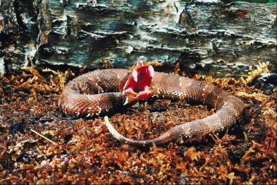 Nord Louisiana Snakes som gir Live Birth