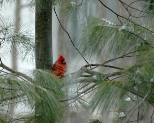 Hvordan tiltrekke Cardinals til en Bird Feeder
