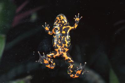 Den Reproductive System of a Fire Bellied Toad