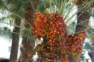 Hvordan få mat fra en dato Palm Tree