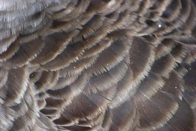 Typer Feather Anatomy