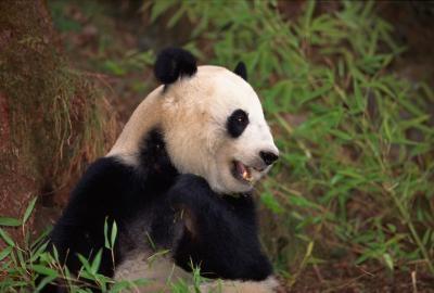Organisasjonene som beskytter Giant Pandas