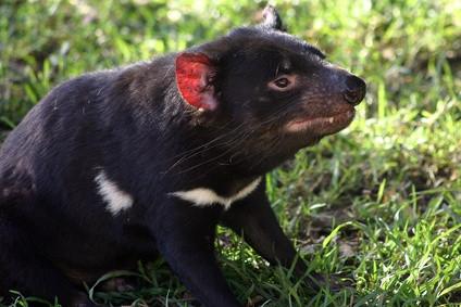 Hvordan mennesker påvirker Tasmanian Devil Habitats?