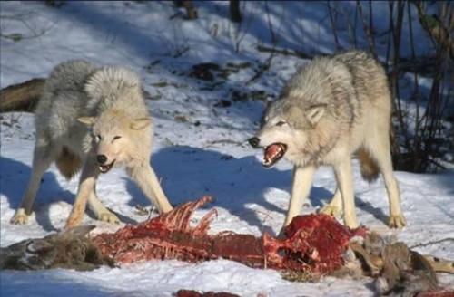 Hvordan en Wolf finne mat?