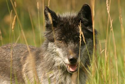 Fordeler og ulemper av Wolves i Endangered Species Act