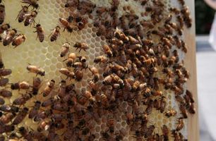 Konsekvenser av Honey Bee Dødsfall