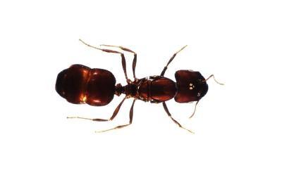 Hvordan å forstørre et Ant