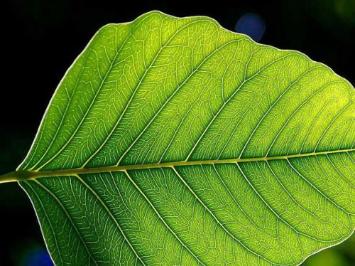 Hva er mesophyll?