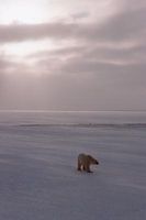 Grupper som sparer isbjørn
