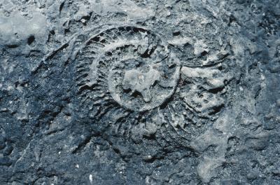 Hvordan identifisere Fossiler funnet i Rivers