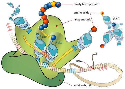 Hvilken rolle spiller ribosomet Play in Translation?