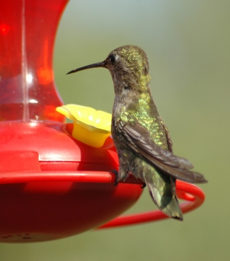Hummingbird Arter og farger