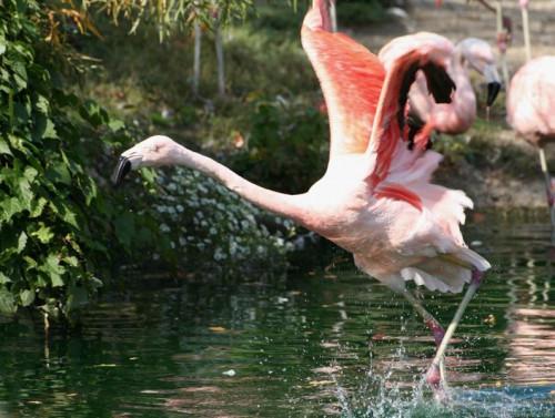 Hvordan en Flamingo selvforsvar?