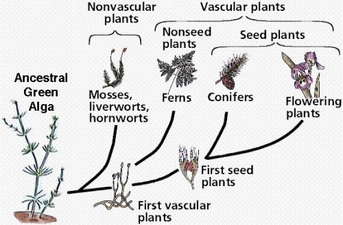Forskjeller i planter med og uten frø