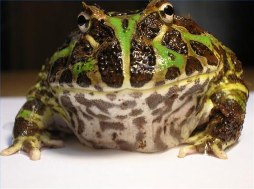 Argentina Horned Frog Habitat Informasjon