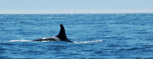 Whale & Dolphin Habitat Beskrivelser