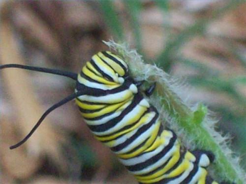 Hvordan kjøpe Caterpillar Mat for en Butterfly Habitat