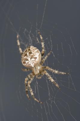 Strange & Interessante fakta om edderkopper