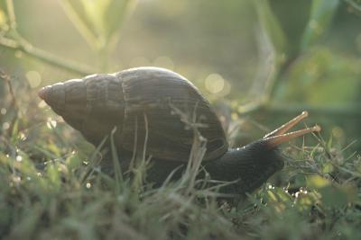 snail Typer