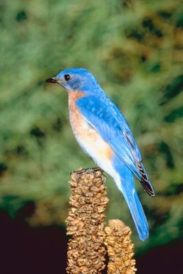 Hva slags Blue Birds Er i Tennessee?